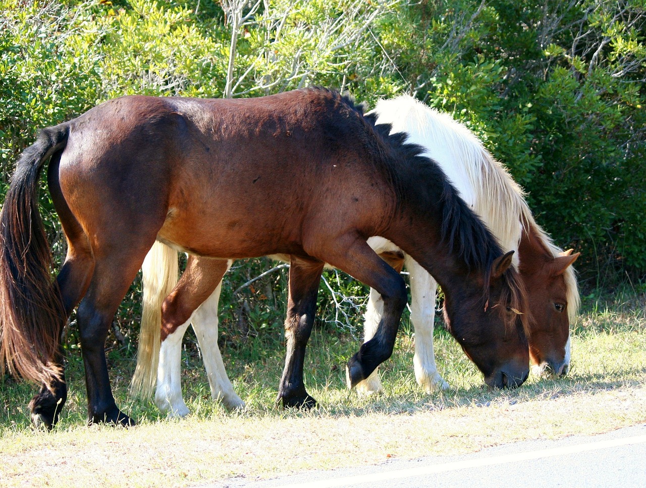 wat wilde paarden ons leren over paarden houden