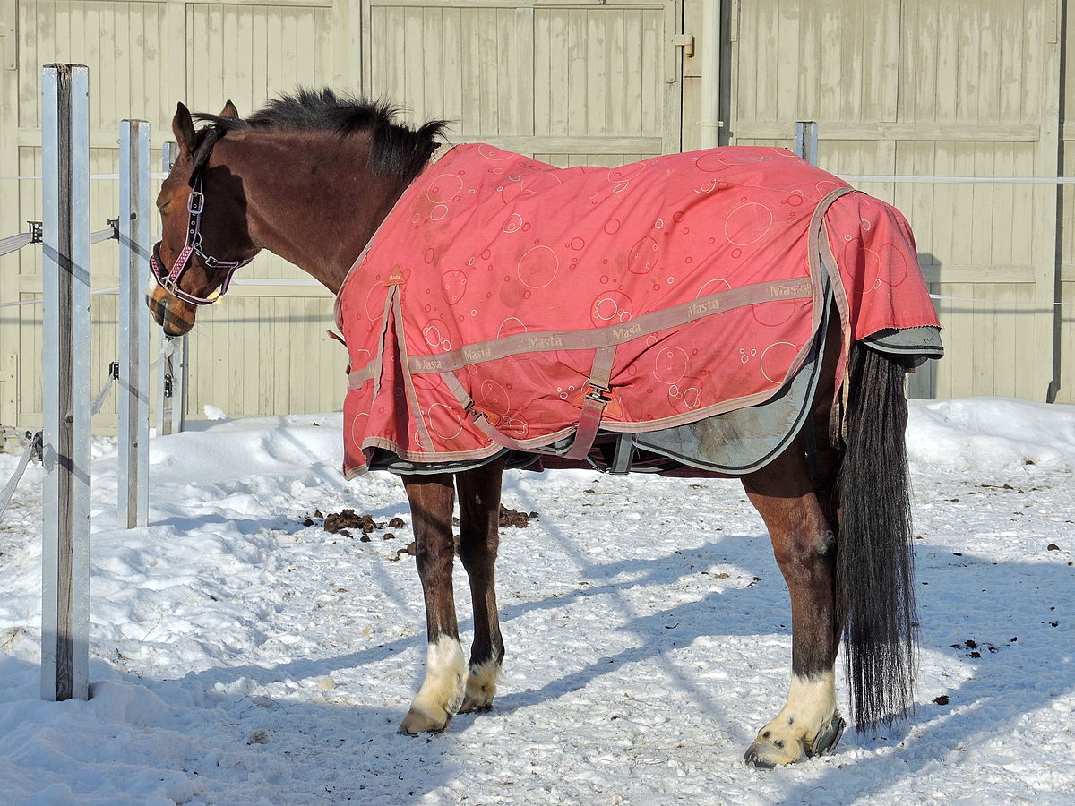 paard geeft dekenvoorkeur aan