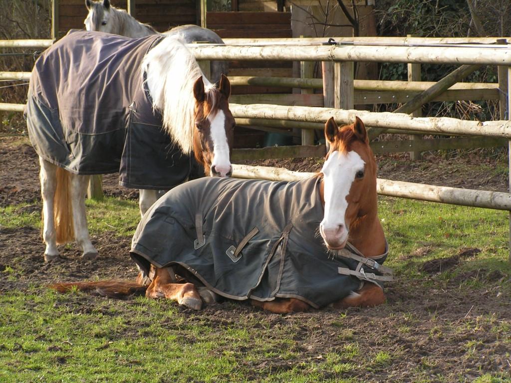 paarden wel of geen deken