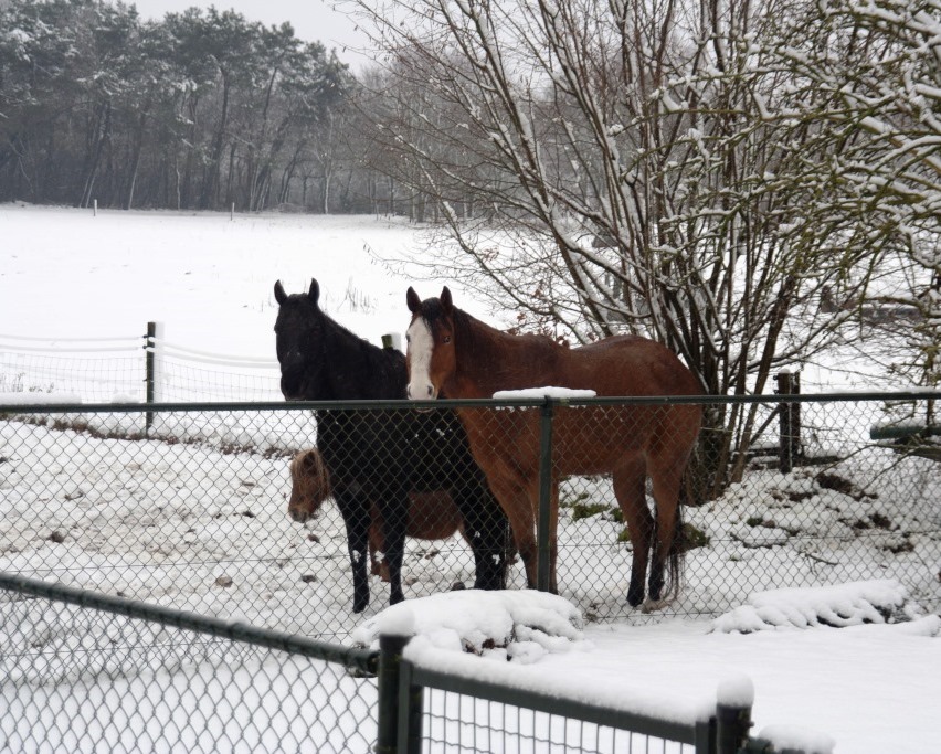 paarden in de sneeuw