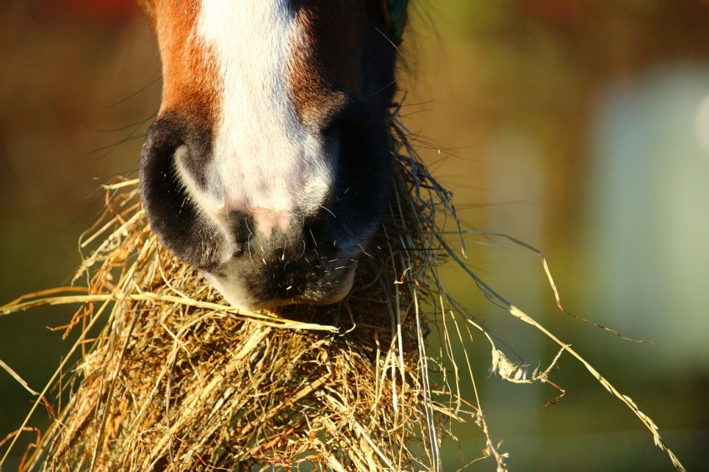 voer je paard preventief gezond