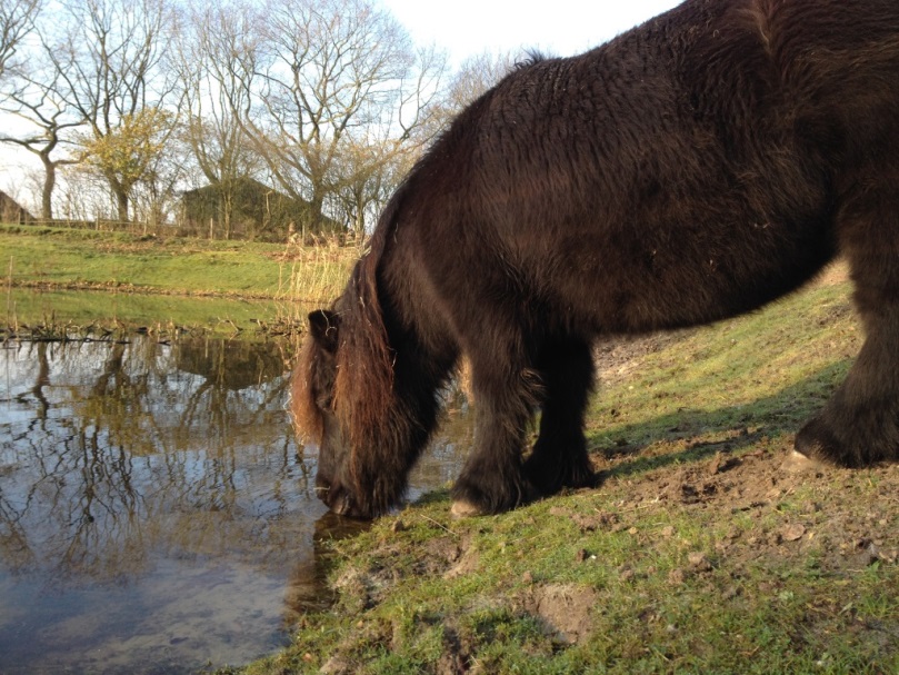 natuurlijke watervoorziening paard