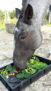 herfst salade paard
