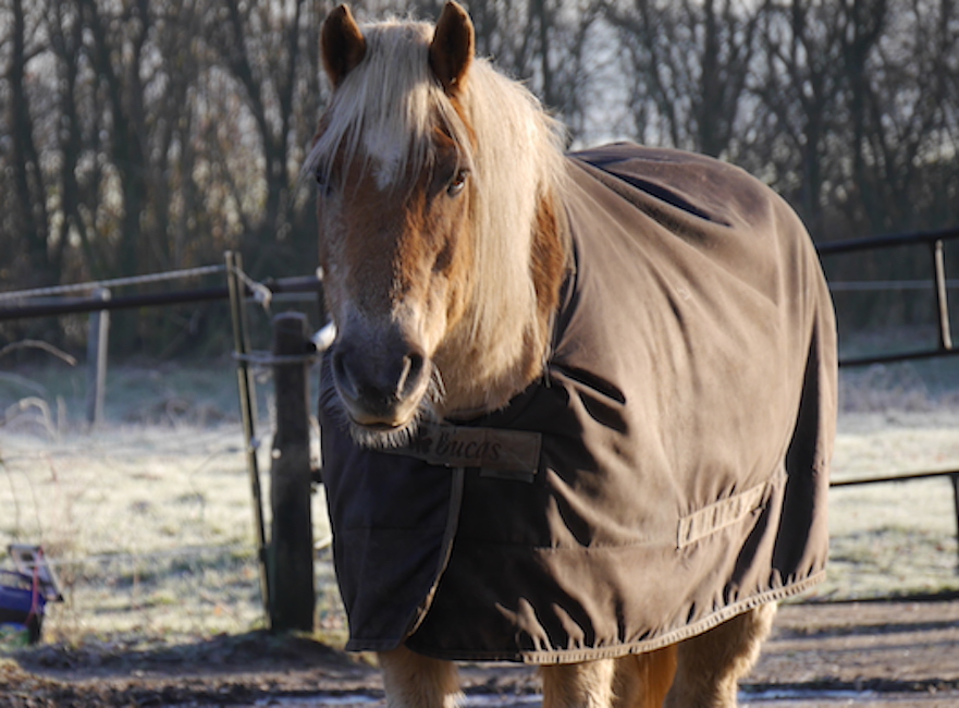 oud paard met deken in de winter