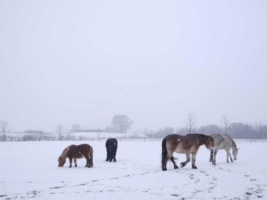 paarden van stephanie freriks in de sneeuw