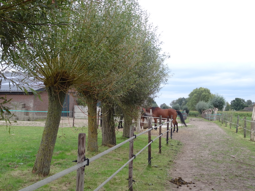 Eetbare planten voor paarden: knotwilgen langs track
