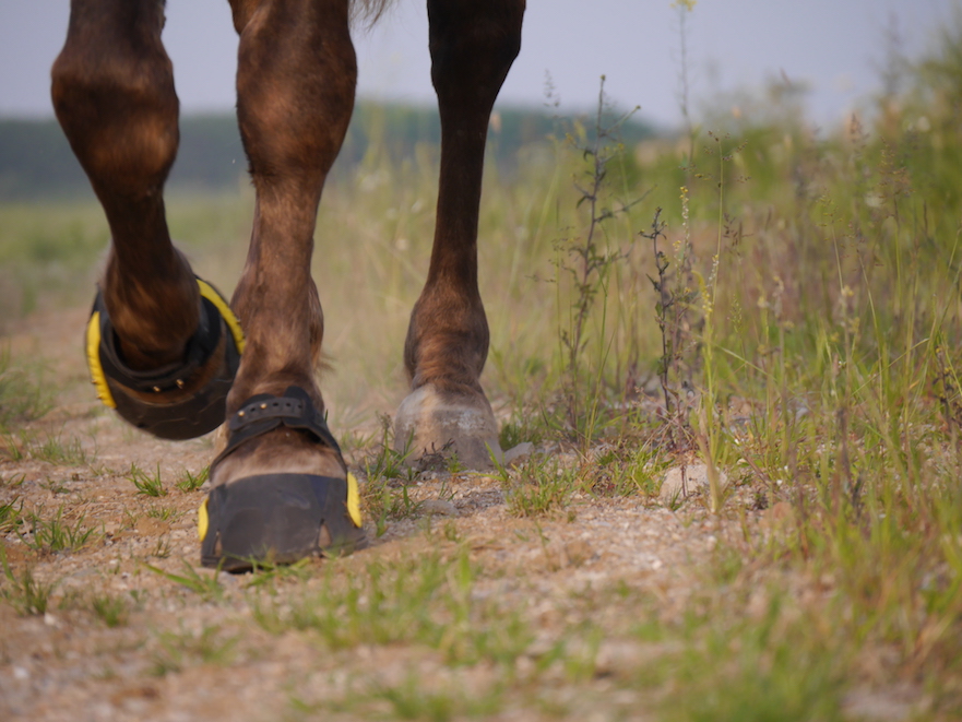 Flex hoof boot: de meest flexibele hoefschoen voor je paard