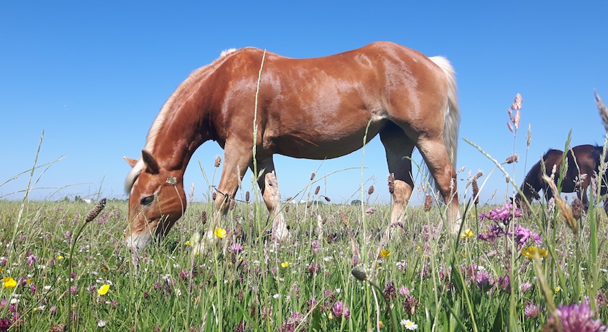 Bloemrijk grasland voor je paard