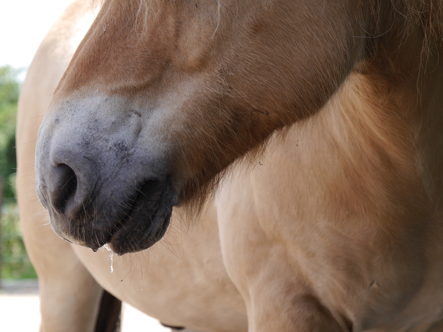 hitteplan voor je paard: mond spoelen met fris water