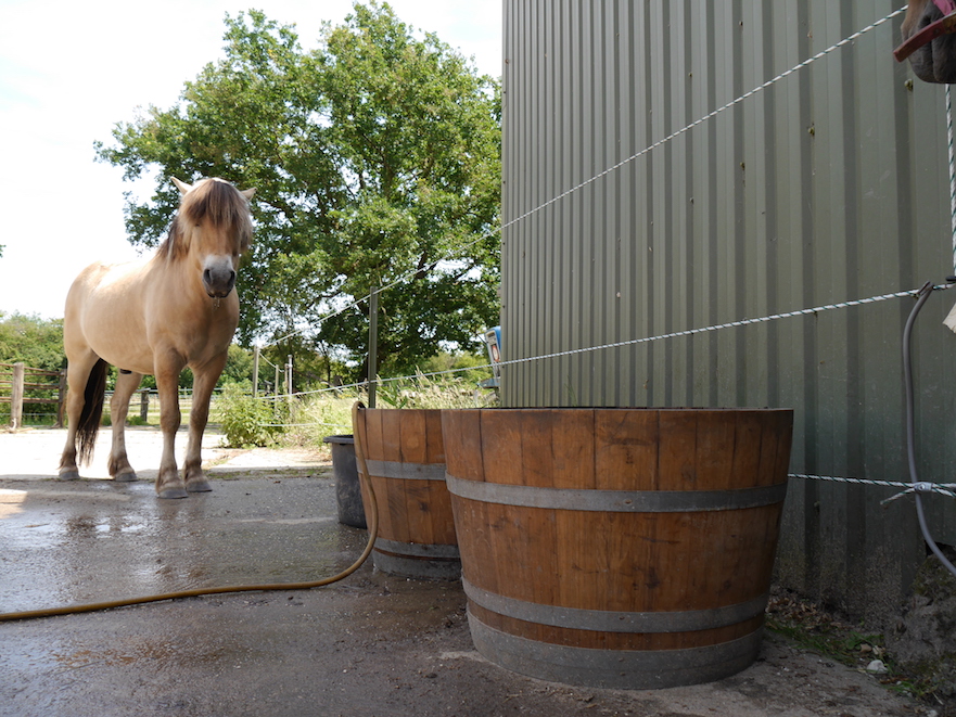 hitteplan voor je paard: schaduw en vers drinkwater