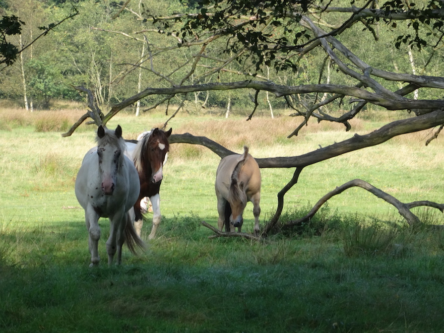Plezier van een paardenboom: schaduw in de zomer