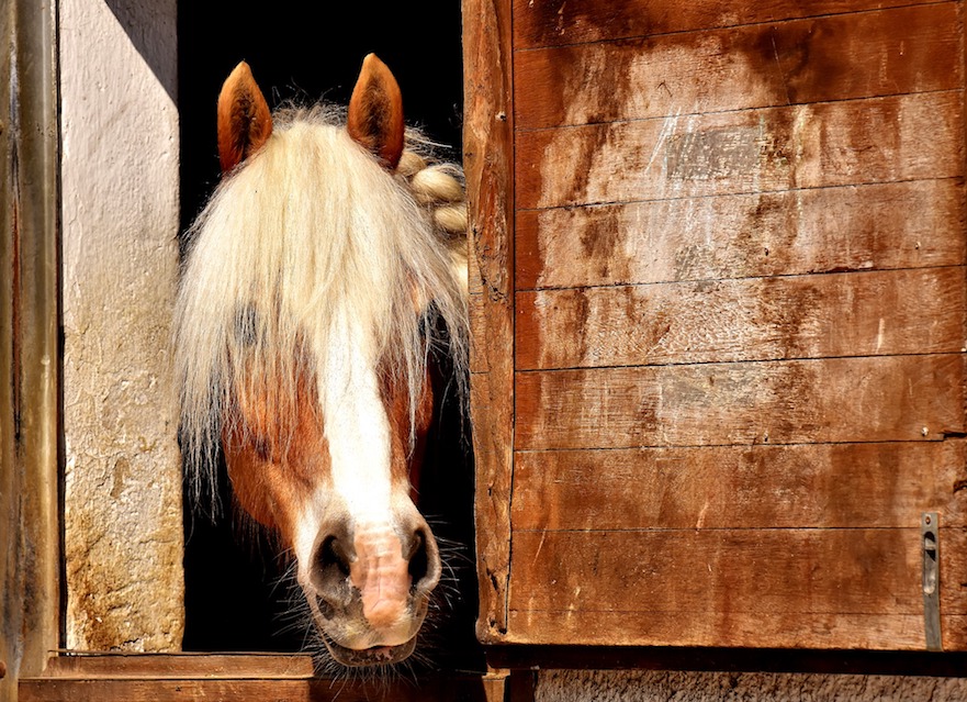Paarden horen niet in een paardenbox