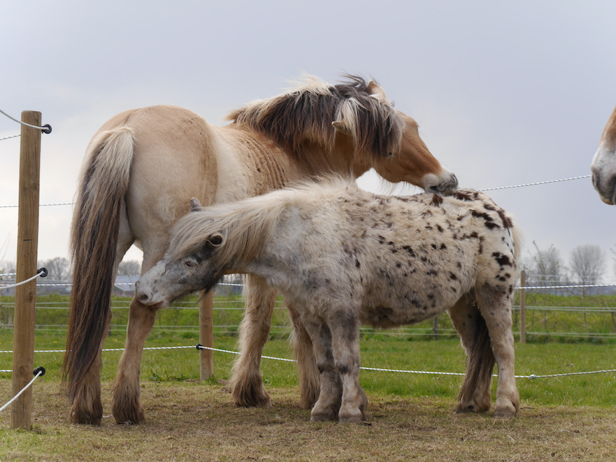 Paarden kroelen vachtverzorging sociaal