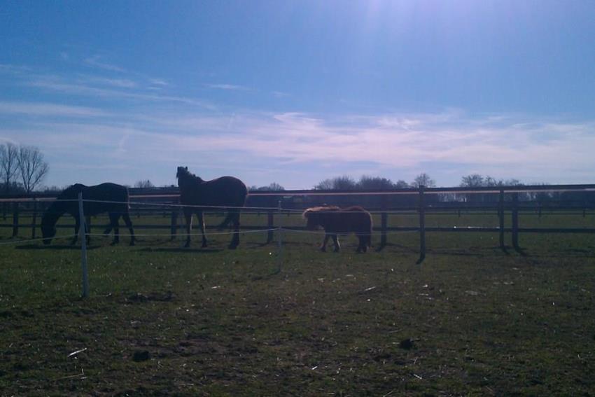 paarden wei zon in paddock paradise
