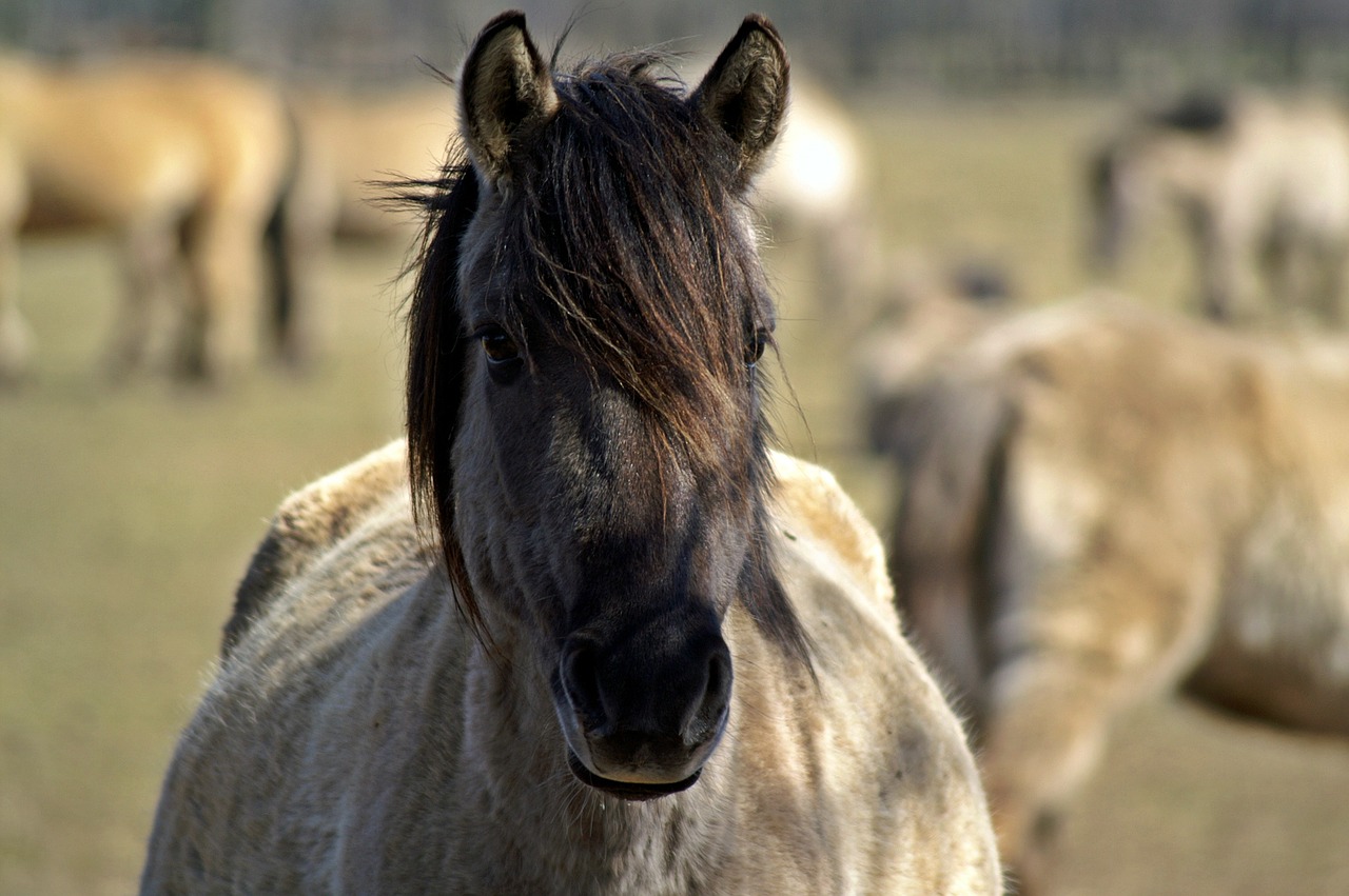 wat wilde paarden ons leren over paarden houden