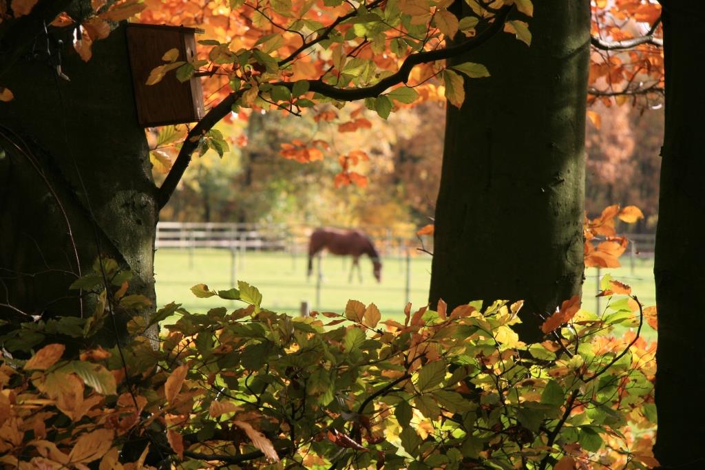 paard gezond en blij in de herfst