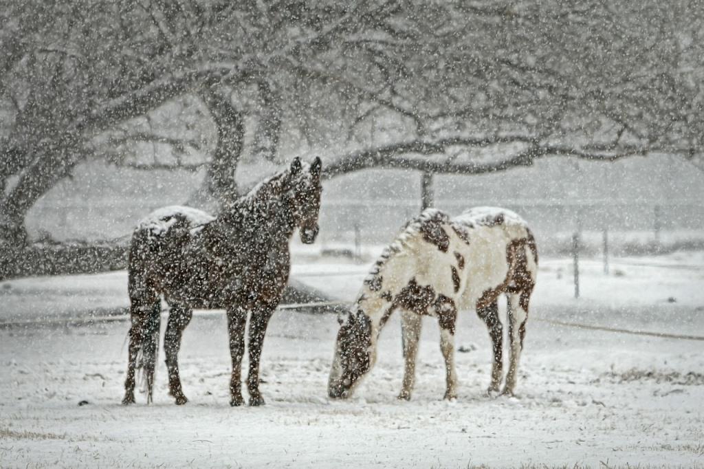 winterse voedingstips voor paarden