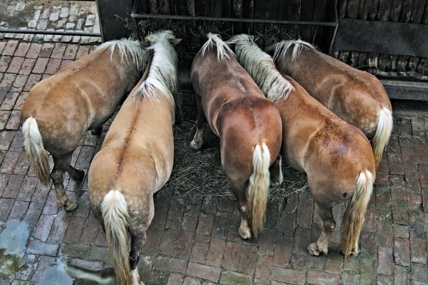 paarden voeren in een groepsstalling