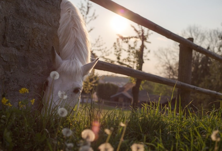 kunnen paarden zelf voedingsstoffen selecteren