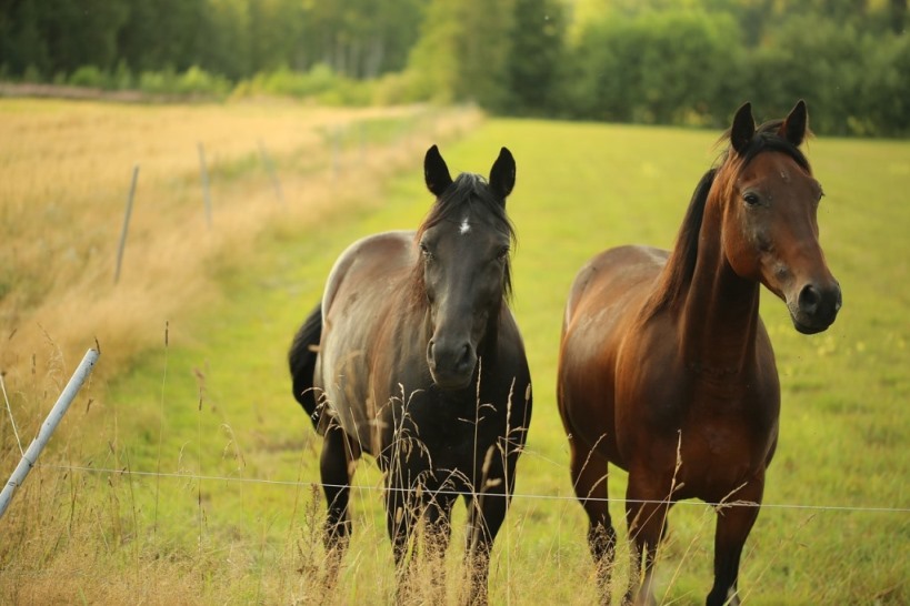osteopathie en lyme paard