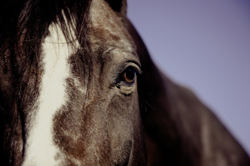 ziekte van lyme paarden ervaringen