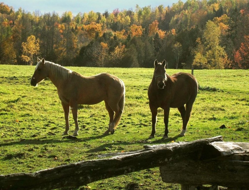 voedingstips herfst paard