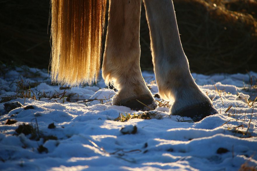 hoefproblemen paard herfst winter