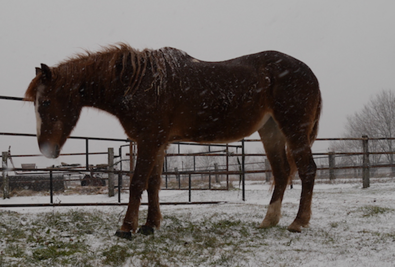 hoefbevangen paard in de winter