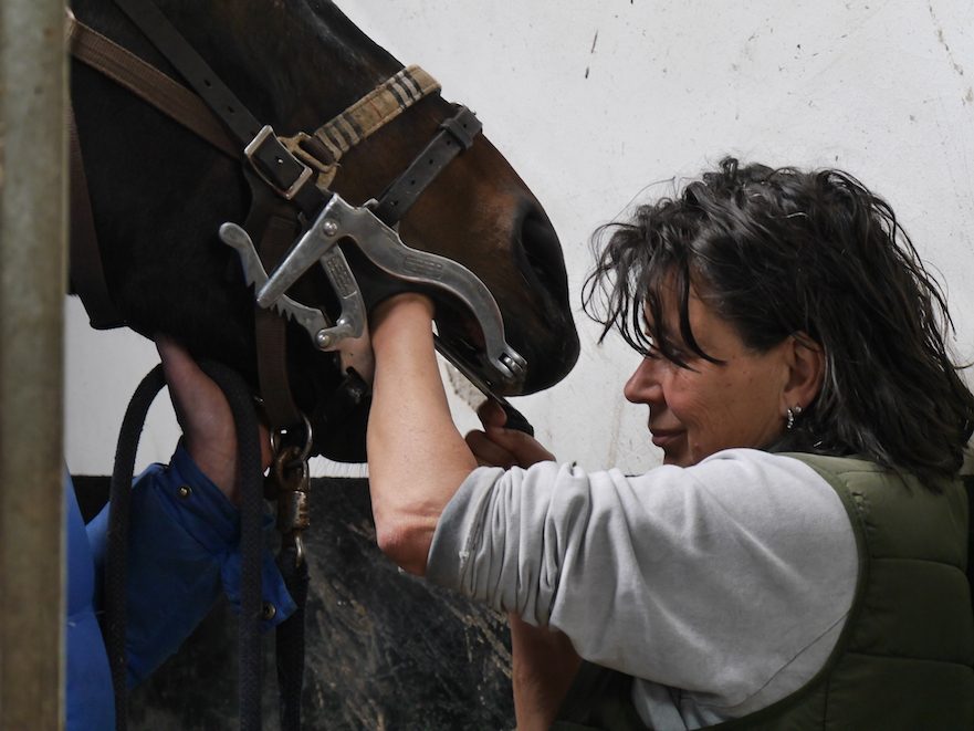 paardentandarts Inge van Soest van VivaDier