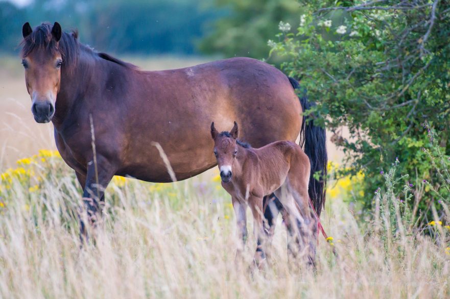 pasgeboren veulen in Keent, Brabants Landschap, Natuurlijk Paarden