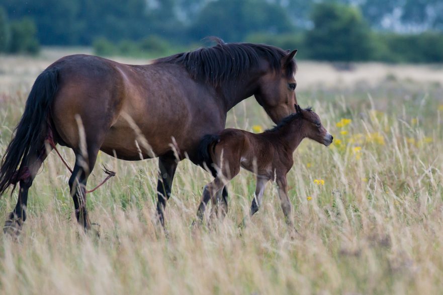 Geboorte veulen in natuurgebied Keent, Brabants Landschap, Natuurlijk Paarden