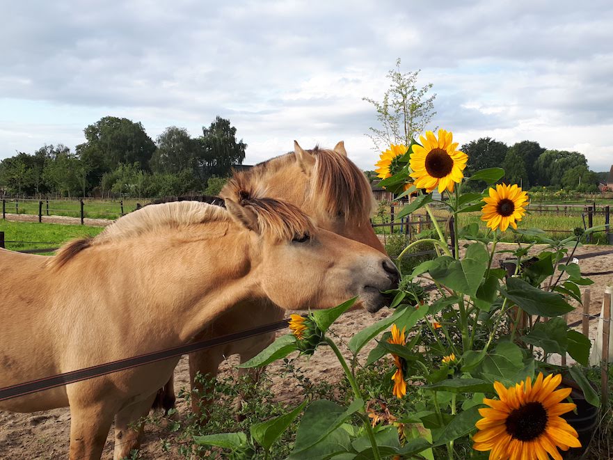 bloemen voor paarden in paddock paradise