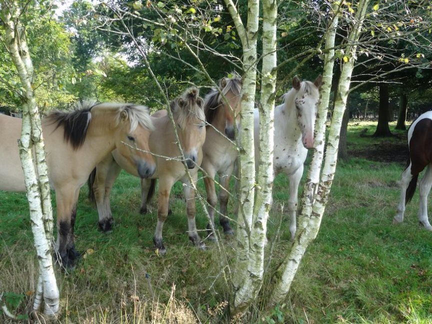 paardenplant bomen met geneeskrachtige werking